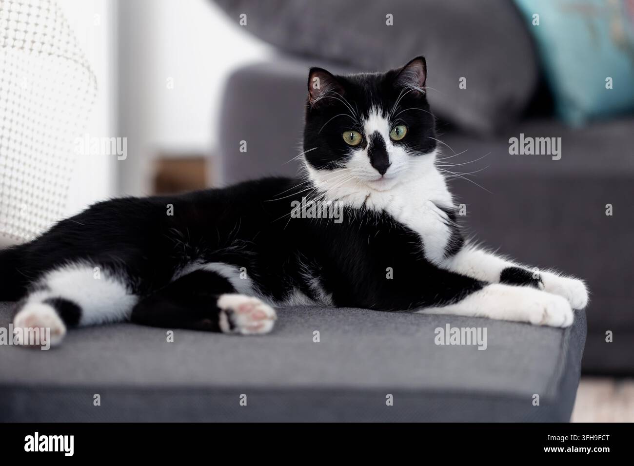 Gatto bianco e nero sdraiato sul divano in casa Foto Stock