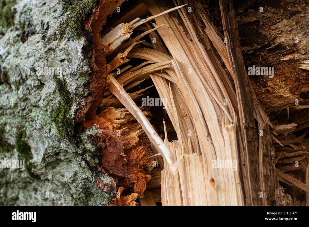 Contrasto tra la corteccia ruvida dell'albero e la trama del legno scheggiato Foto Stock