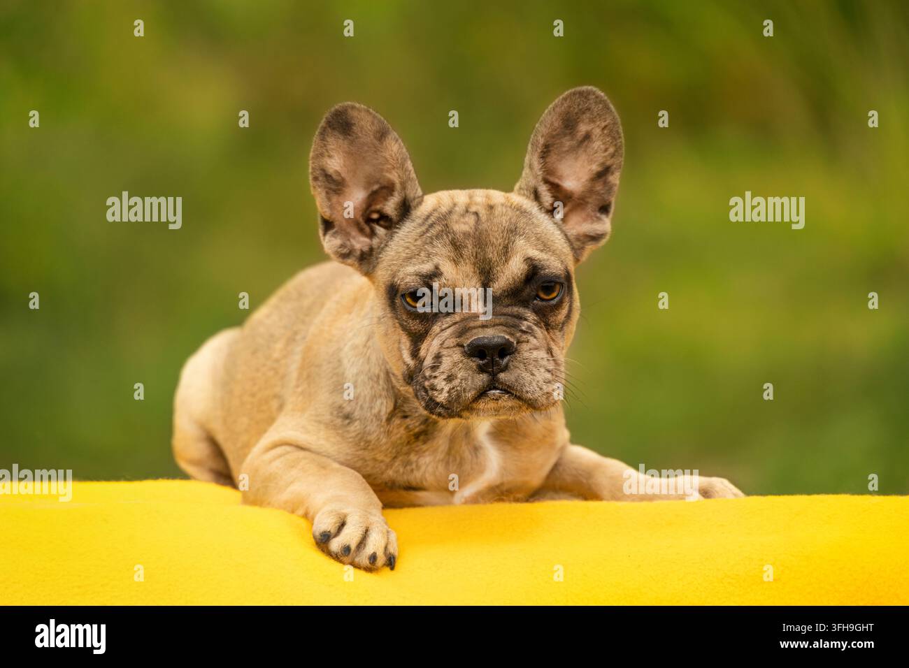 Cucciolo di bulldog francese merle fawn sdraiato su una coperta gialla Foto Stock