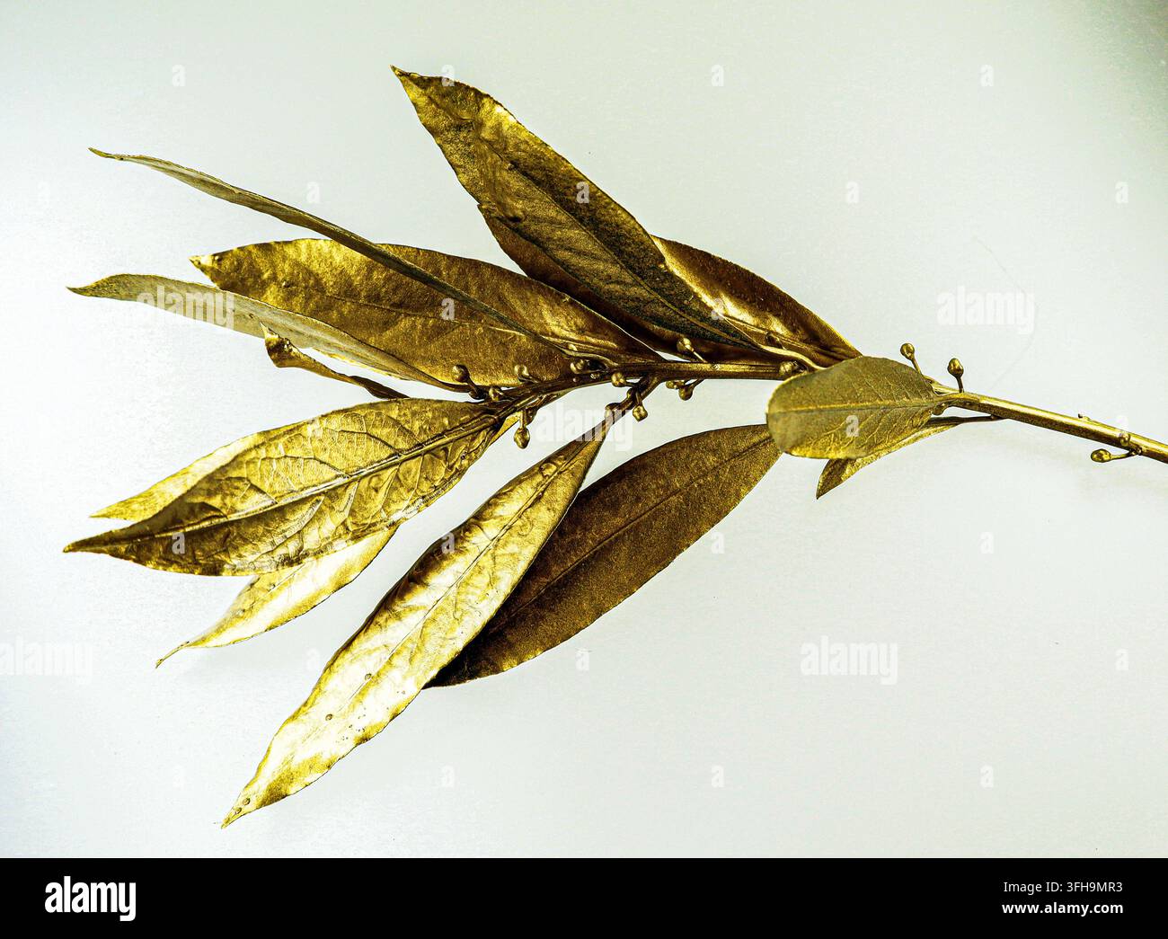 Un ramo di alloro dipinto in oro metallico è messo in mostra su uno sfondo semplice. Questa immagine simboleggia il successo, l'eccellenza culinaria e il lusso Foto Stock