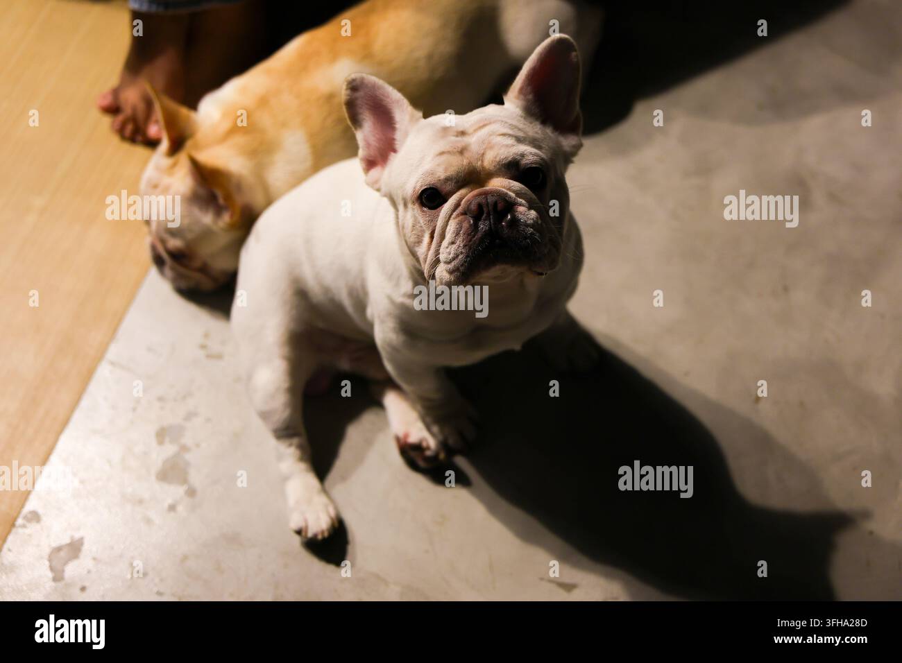 Un compagno canino bulldog francese, ritratto indoor, ombra di luce solare Foto Stock