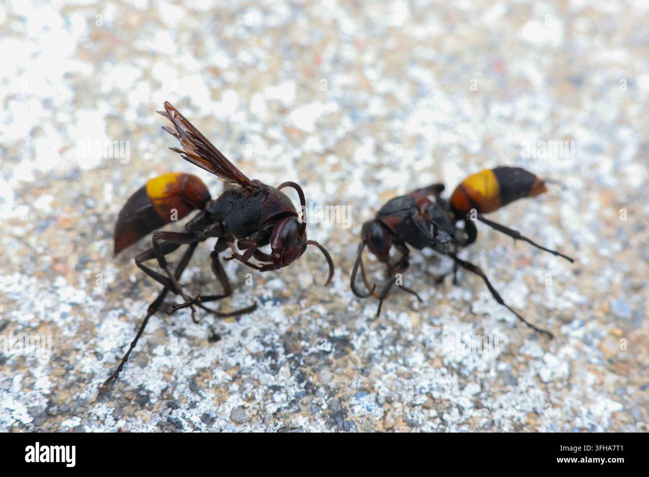 Una vespa macro granito addome arancione corpo nero antenna ala zampa superficie esterna Foto Stock