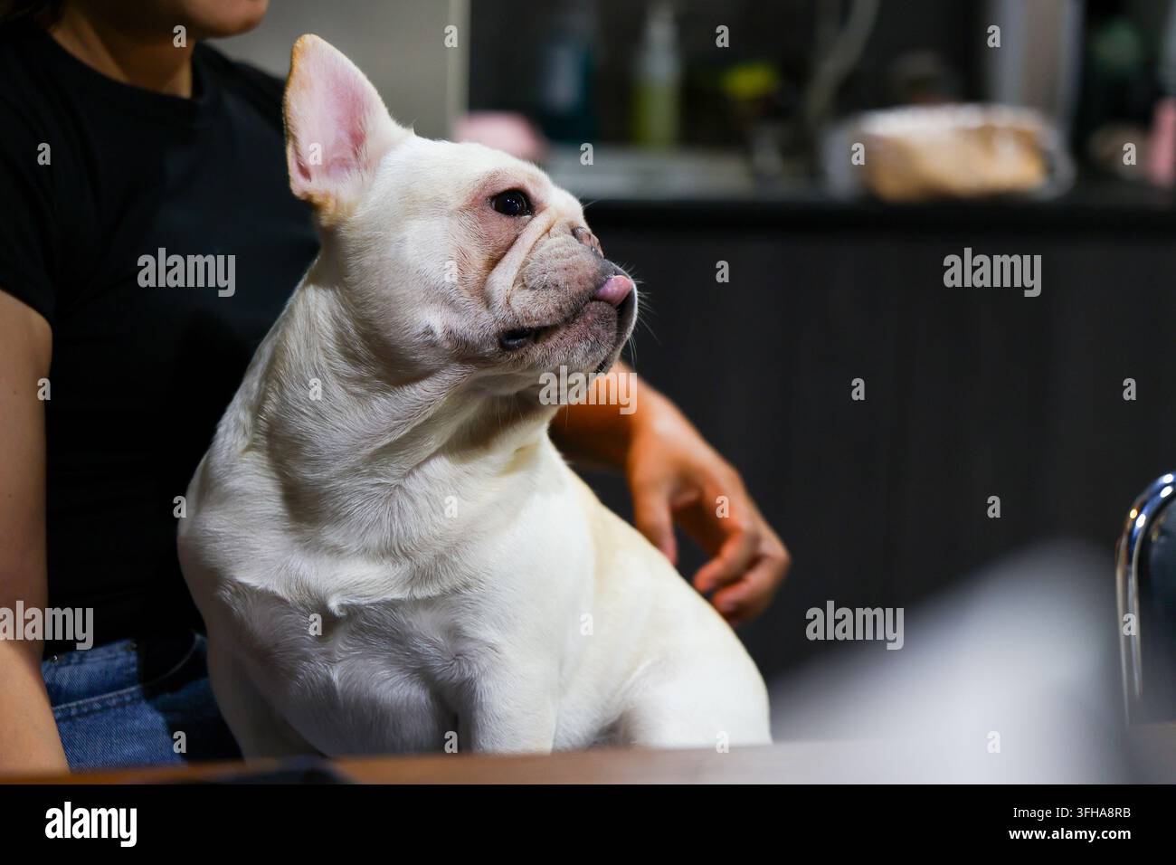 Un bulldog francese bianco seduto al chiuso accanto a una persona non identificata, che mostra attenzione calma e una corporatura muscolosa in un ambiente di cucina moderna illuminato con luce soffusa Foto Stock