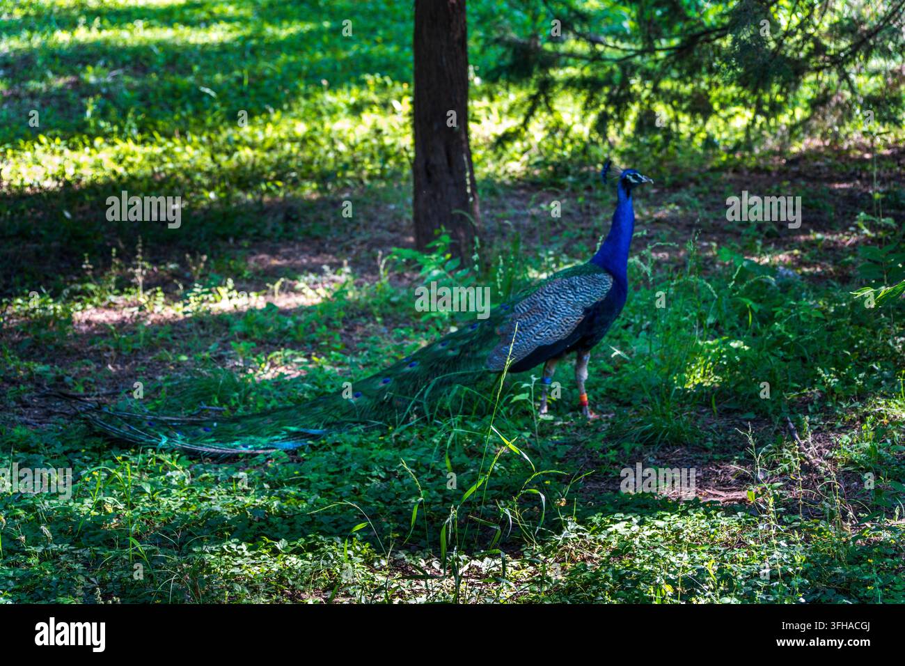Pavone, animale selvatico, scattato in un ambiente naturale all'aperto Foto Stock