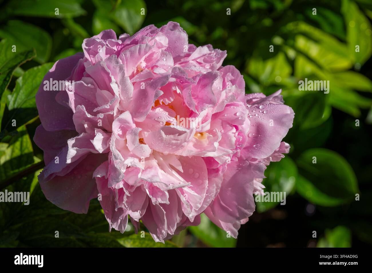 Paeonia lactiflora ‘Hellen’, una peonia con un grande fiore doppio a strati fitti in sfumature rosa tenue. Petali increspati coperti di gocce d'acqua fresca Foto Stock