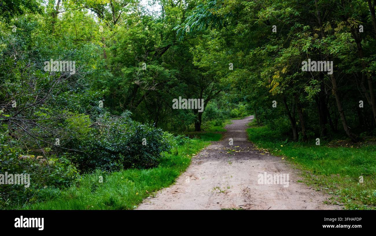 Un albero caduto con foglie verdi che blocca una strada sterrata nel bosco. I rami spezzati giacciono sul sentiero, mostrando le conseguenze di un forte vento e di una tempesta. Foto Stock
