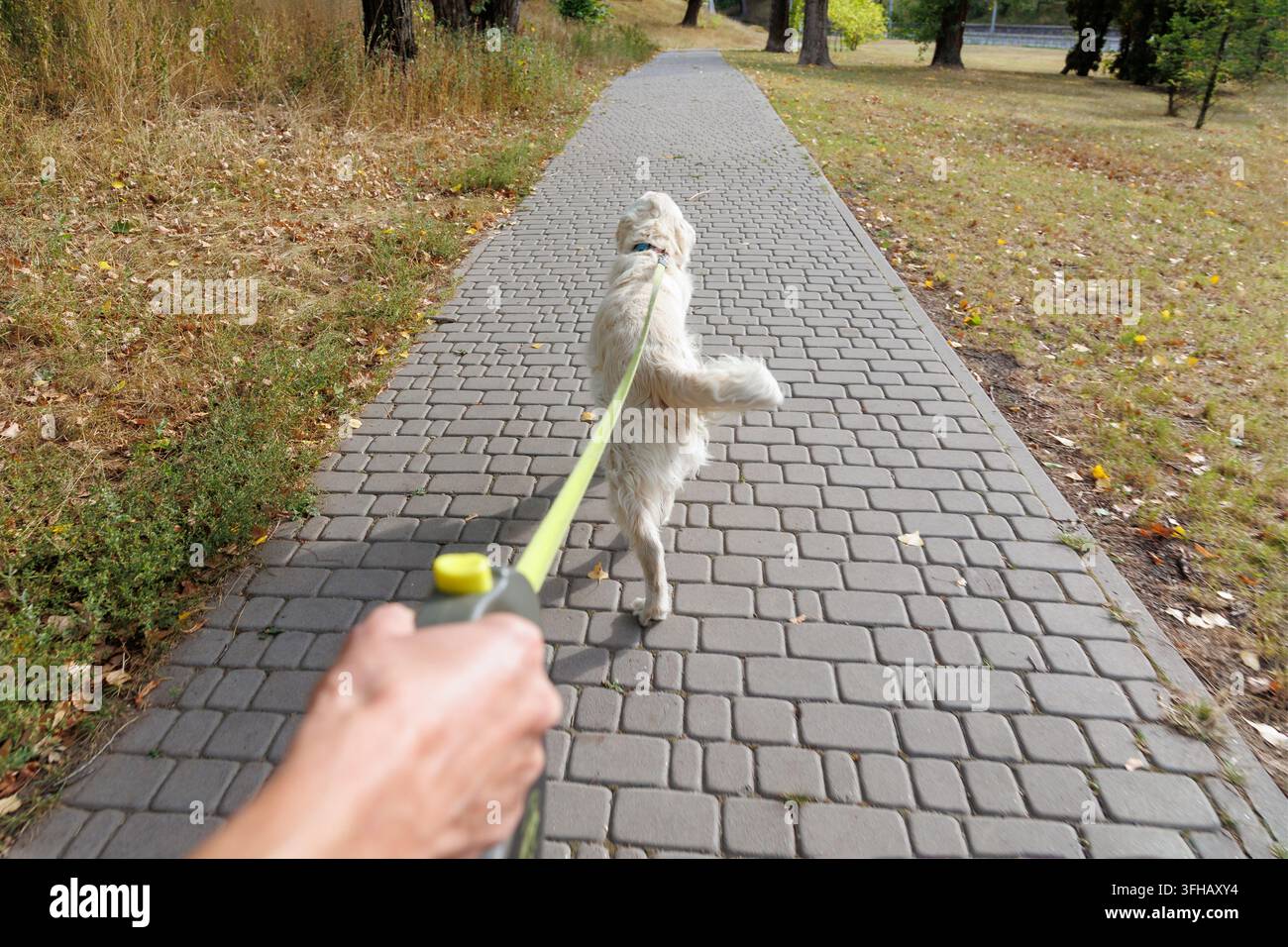 Punto di vista del proprietario che porta a spasso il cane domestico al guinzaglio lungo un sentiero del parco, routine quotidiana di passeggiate con il cane, responsabilità nella detenzione di animali domestici, esercizio regolare, cura degli animali domestici, fisica Foto Stock