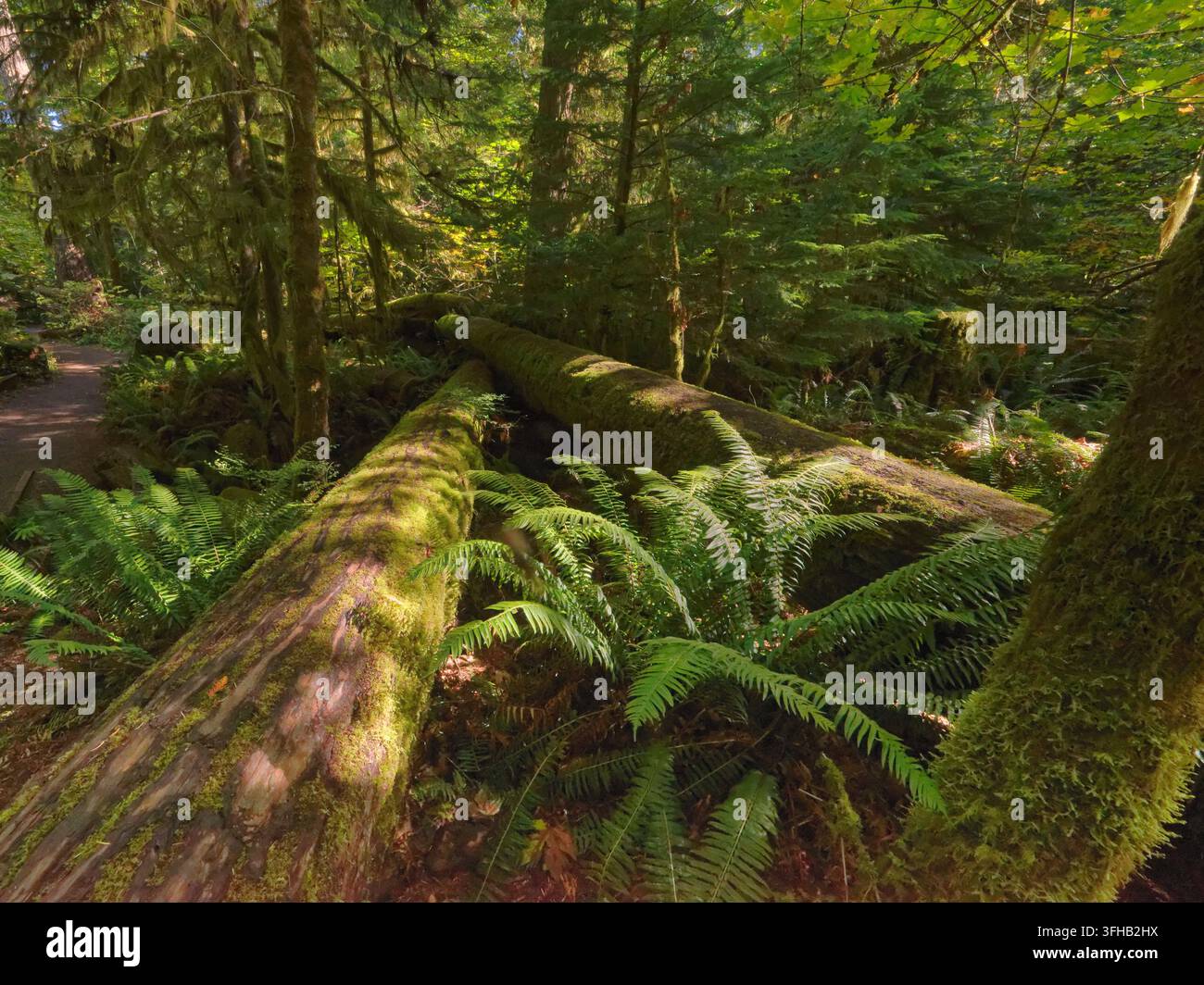 Alberi caduti abbattuti da forti venti nel Cathedral Grove, MacMillan Park, Isola di Vancouver, Columbia Britannica, Canada, settembre Foto Stock
