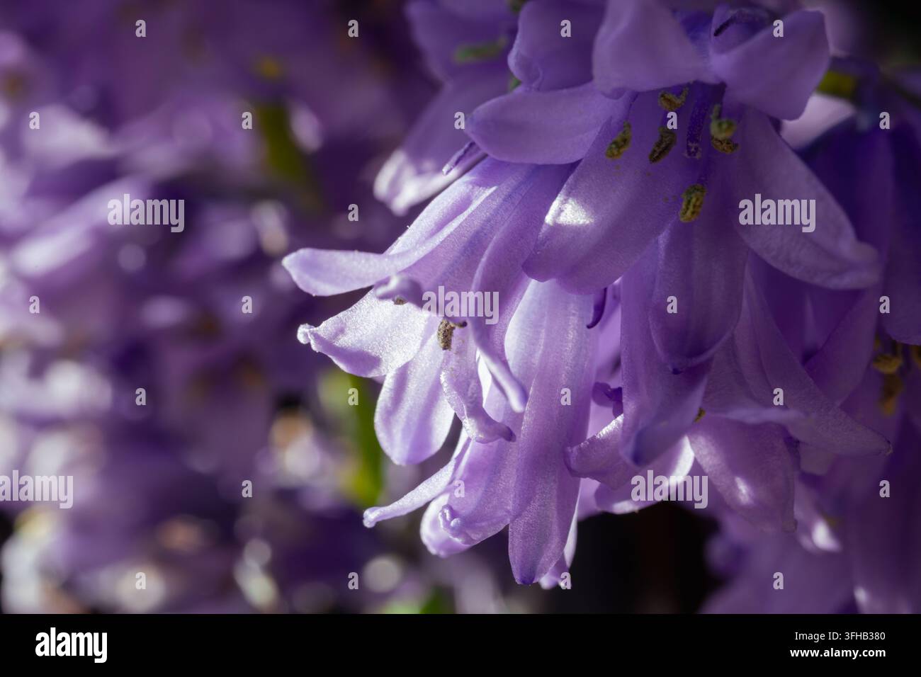 Macro close-up di fiori di giacinto blu illuminati dal sole con petali viola in controluce e sfondo sfocato morbido. Foto Stock