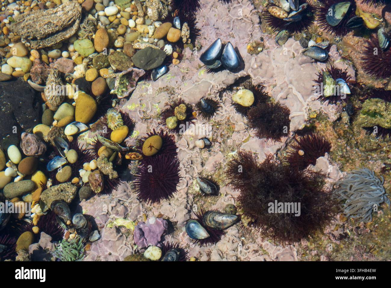 Ricci di mare, cozze e ciottoli colorati in una pozza di marea oceanica poco profonda Foto Stock