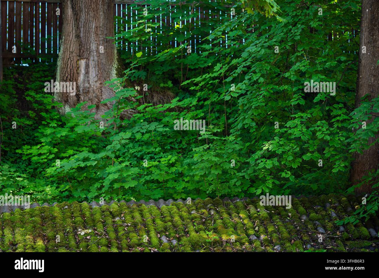 Tetto ondulato ricoperto di muschio di un vecchio edificio secondario circondato da alberi maturi e vegetazione boschiva lussureggiante. Il tetto consumato dalle intemperie. Foto Stock