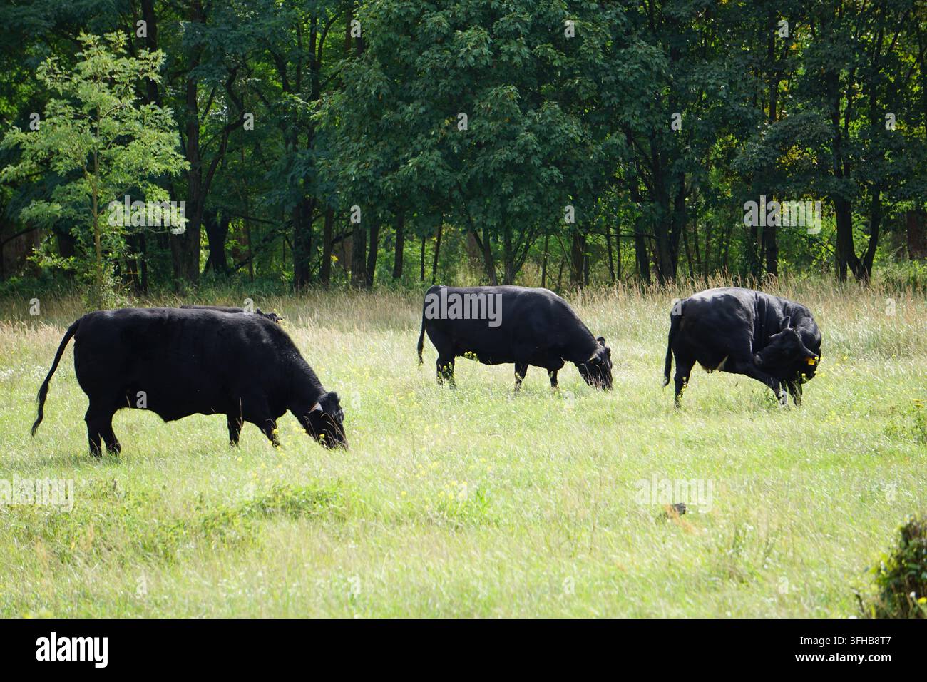 Un gregge di mucche nere Aberdeen Angus pascola in un pascolo. Foto Stock