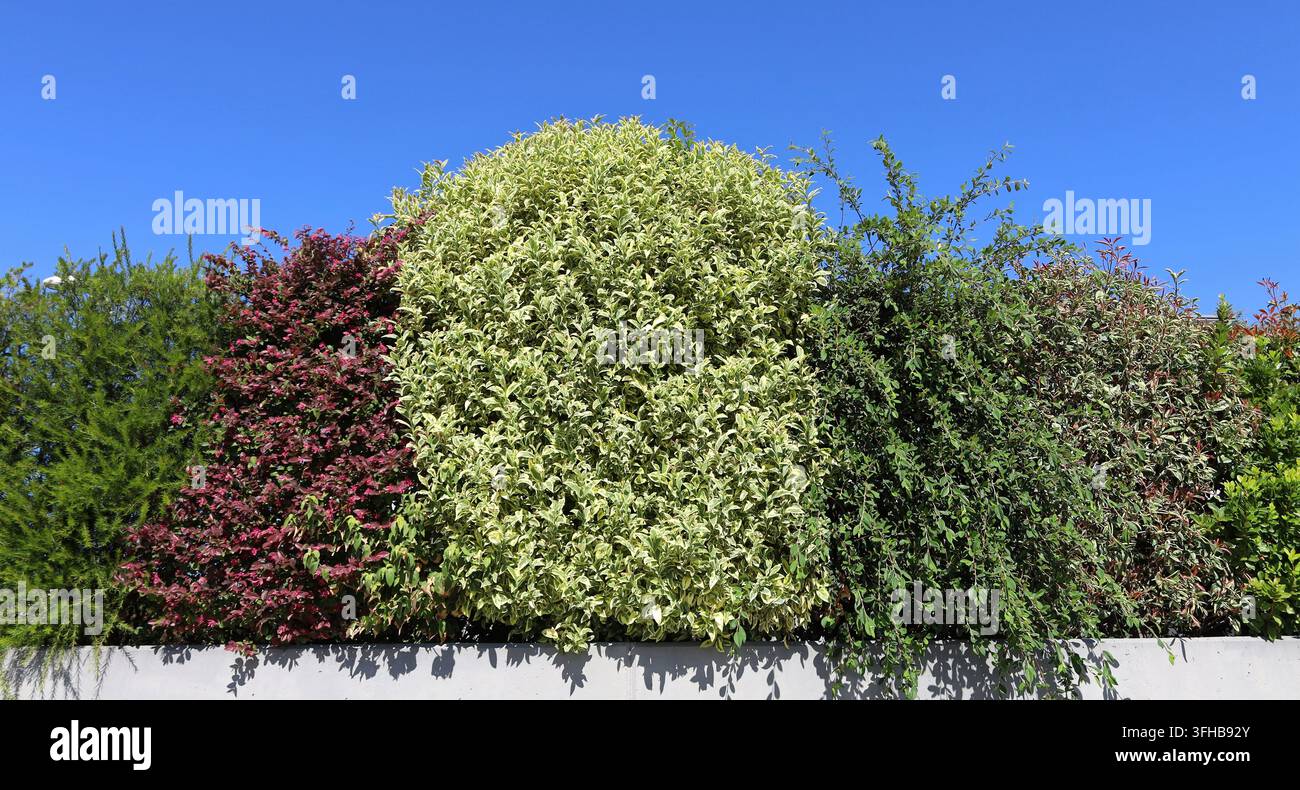 Siepe mista ornamentale composta da vari arbusti con fogliame di colori diversi, con un ligustro variegato al centro. Foto Stock