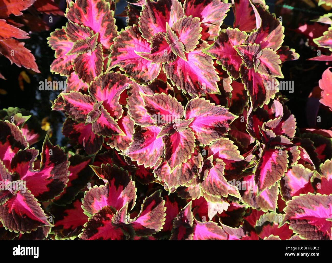 Vista dall'alto del Coleus, pianta ornamentale perenne sempreverde. È anche conosciuta come ortica dipinta. Foto Stock