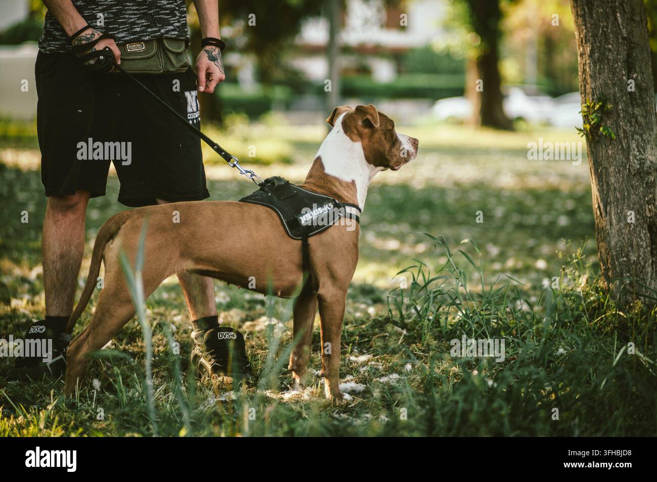 Cane di tipo Pitbull con imbracatura e guinzaglio Julius-K9 in piedi sull'erba verde, guarda in lontananza con il suo proprietario, godendosi una passeggiata all'aperto Foto Stock