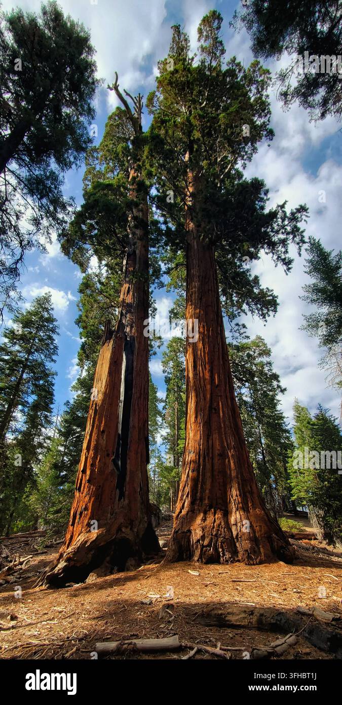 Giganti sequoie che si protendono verso il cielo nel Parco nazionale di Kings Canyon Foto Stock