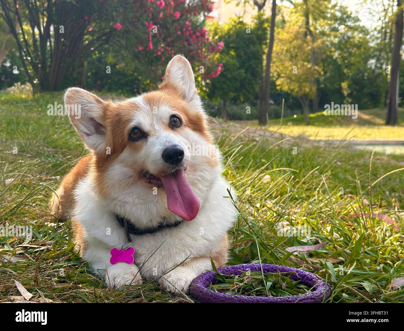 Ritratto di un adorabile Welsh Corgi sdraiato sull'erba Foto Stock