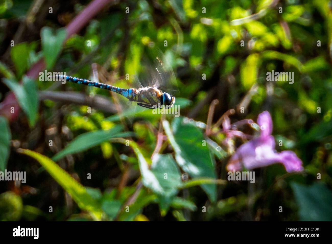 Un drago maschio migratore che volteggia. Foto Stock