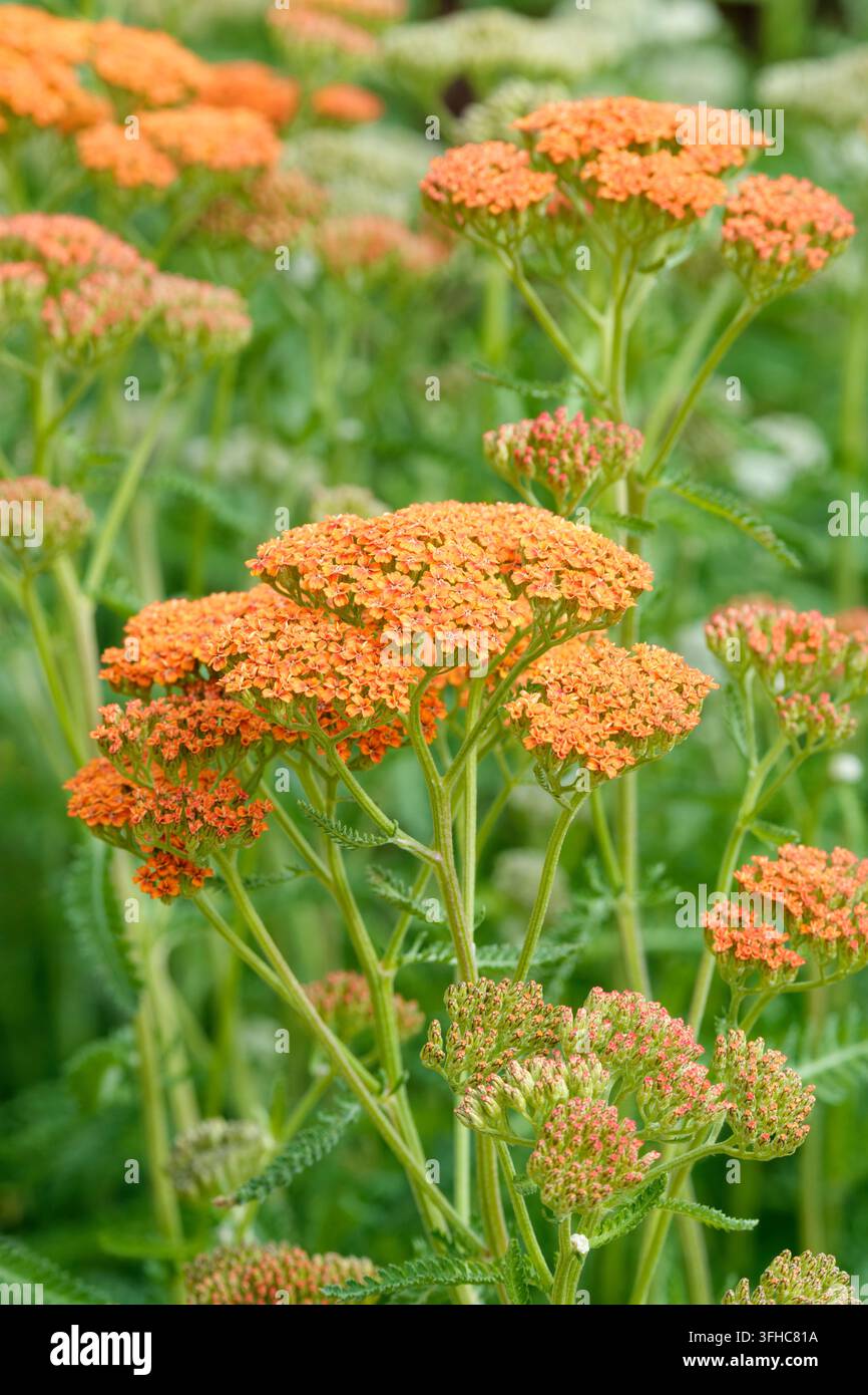 Achillea millefolium Terracotta, achillea Terracotta, grappoli piatti di fiori arancione bruciato, sfumano in giallo crema Foto Stock