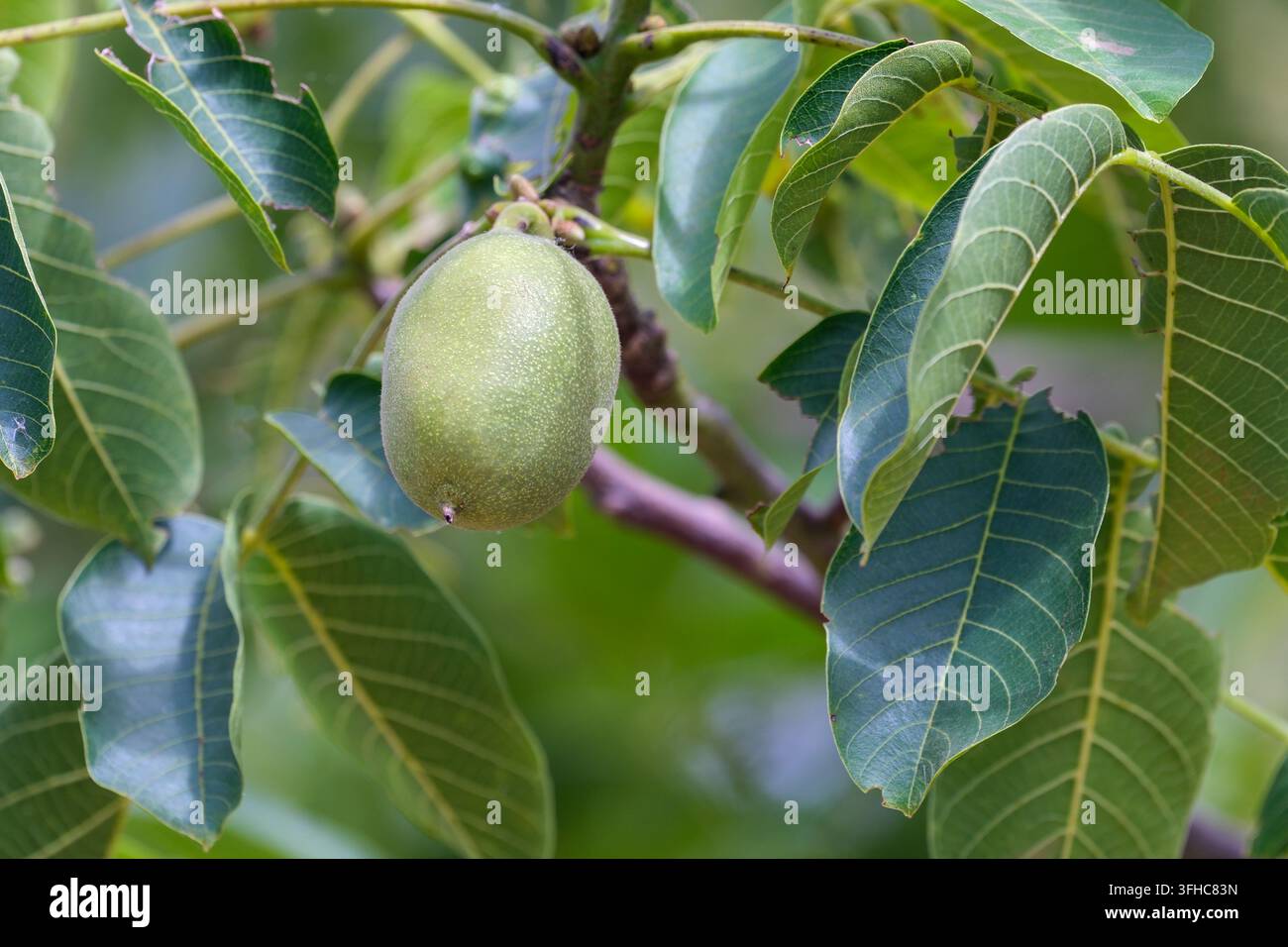 Juglans regia, noce comune, noce inglese, noce persiana, involucro verde e carnoso che circonda il frutto sull'albero Foto Stock