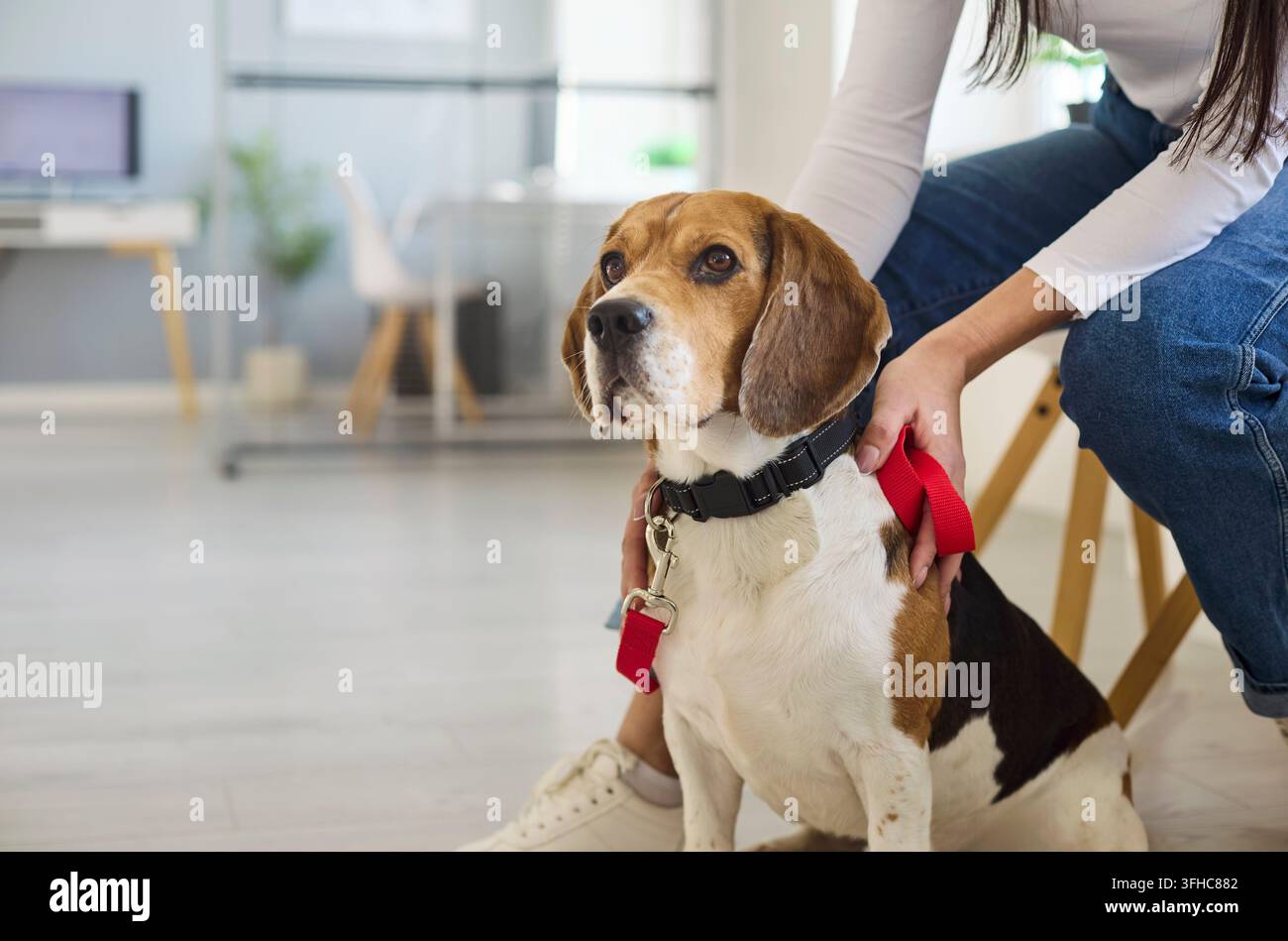 Prima piano di un beagle con collare e guinzaglio nella clinica veterinaria con il proprietario nelle vicinanze in attesa delle cure Foto Stock