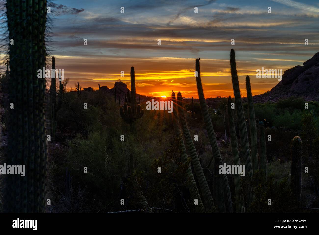 Alte saguaro e vegetazione desertica fitta incorniciano il sole al tramonto sotto nuvole stratificate arancioni e grigie, con colline rocciose visibili lungo l'orizzonte Foto Stock