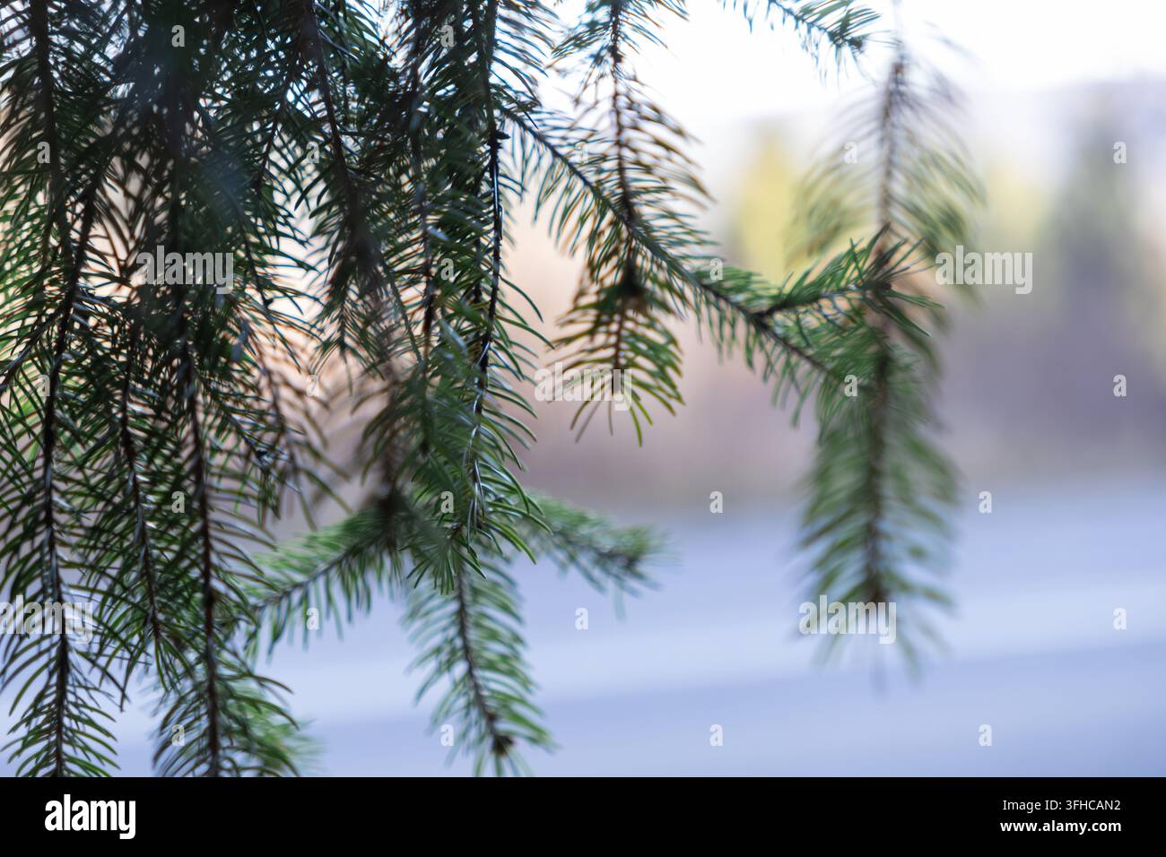 Primo piano di aghi di pino verde vivace appesi ai rami, che creano una trama naturale e un'atmosfera forestale tranquilla, perfetta per temi invernali o se Foto Stock