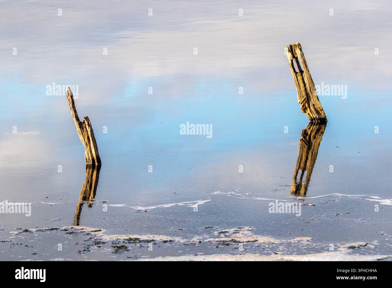 I pali di groyne in legno erosi proiettano riflessi chiari sulla superficie specchiata dell'acqua calma sotto un cielo blu soffice. Foto Stock