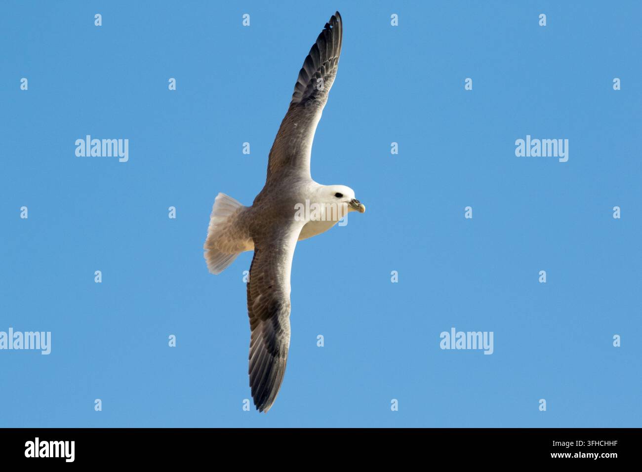 Un fulmar settentrionale (Fulmarus glacialis) che vola con grazia attraverso un cielo blu chiaro e vibrante con le ali completamente distese. Foto Stock