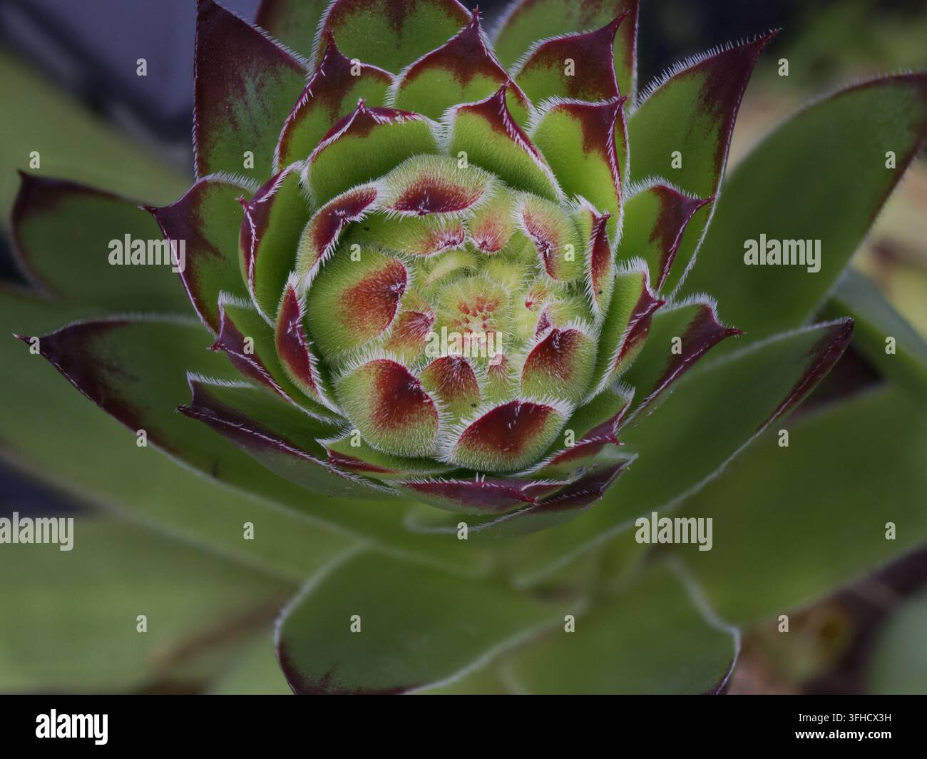 Scatto a impilamento di messa a fuoco di una rosetta di succulenta sempervivum verde e rossa con bordi delle foglie pelosi dettagliati. Foto Stock