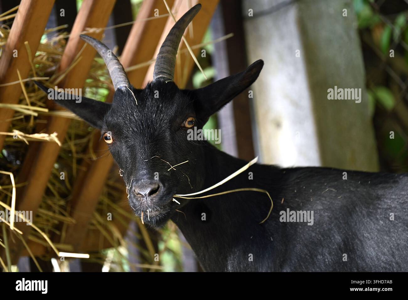 Capra nera curiosa in una fattoria che mangia fieno vicino a un riparo con corna e occhi dorati Foto Stock