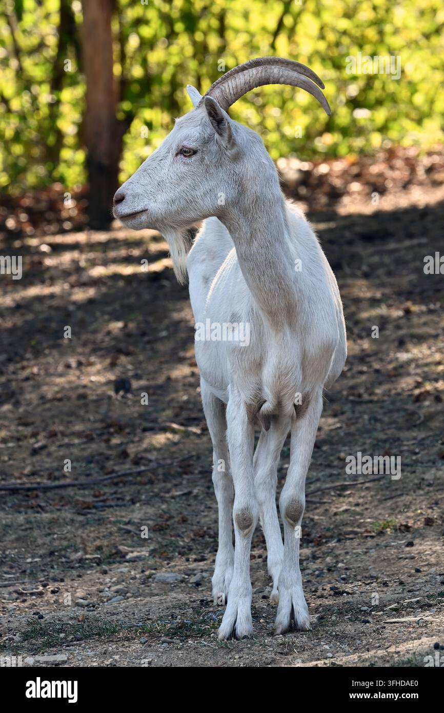 Giovane capretto bianco con corna in piedi all'aperto alla luce del sole Foto Stock