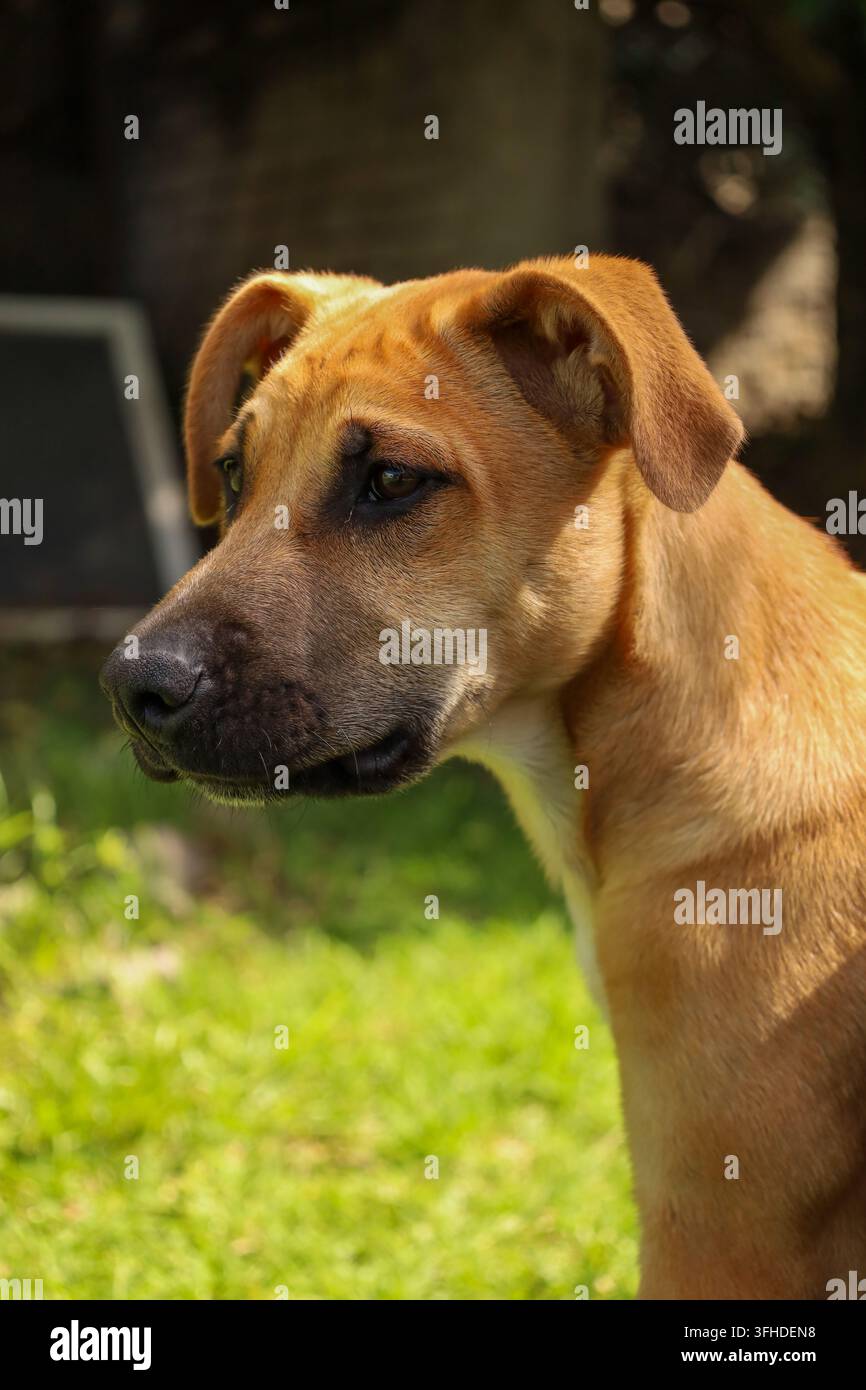 Primo piano di un cane marrone vigile con orecchie cadenti in piedi in un cortile soleggiato Foto Stock