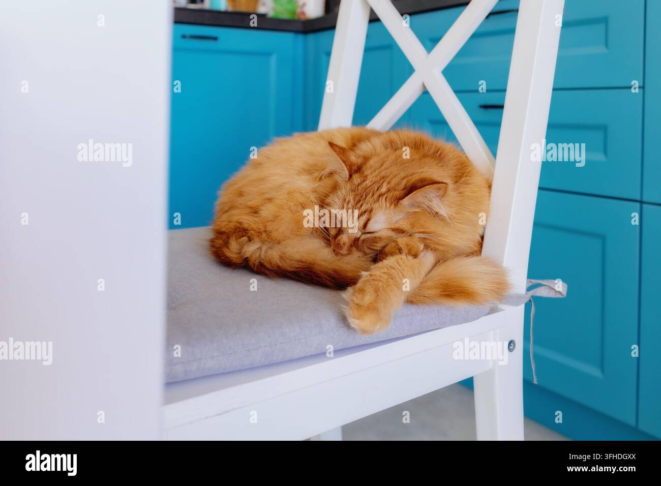 Gatto zenzero che dorme su una sedia al chiuso Foto Stock