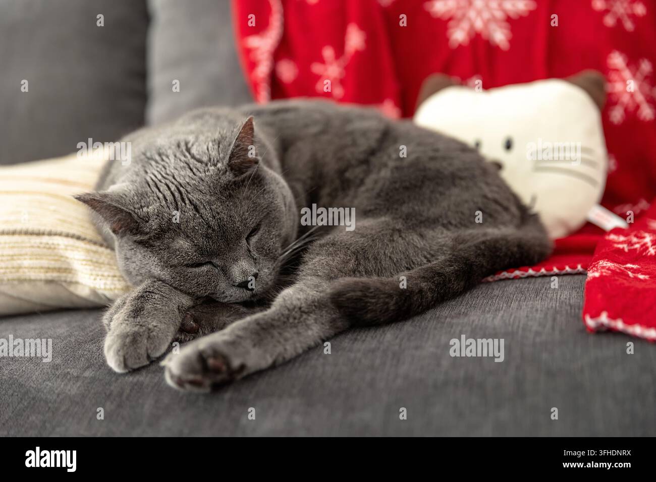 Gatto grigio che dorme sul divano con decorazioni natalizie Foto Stock