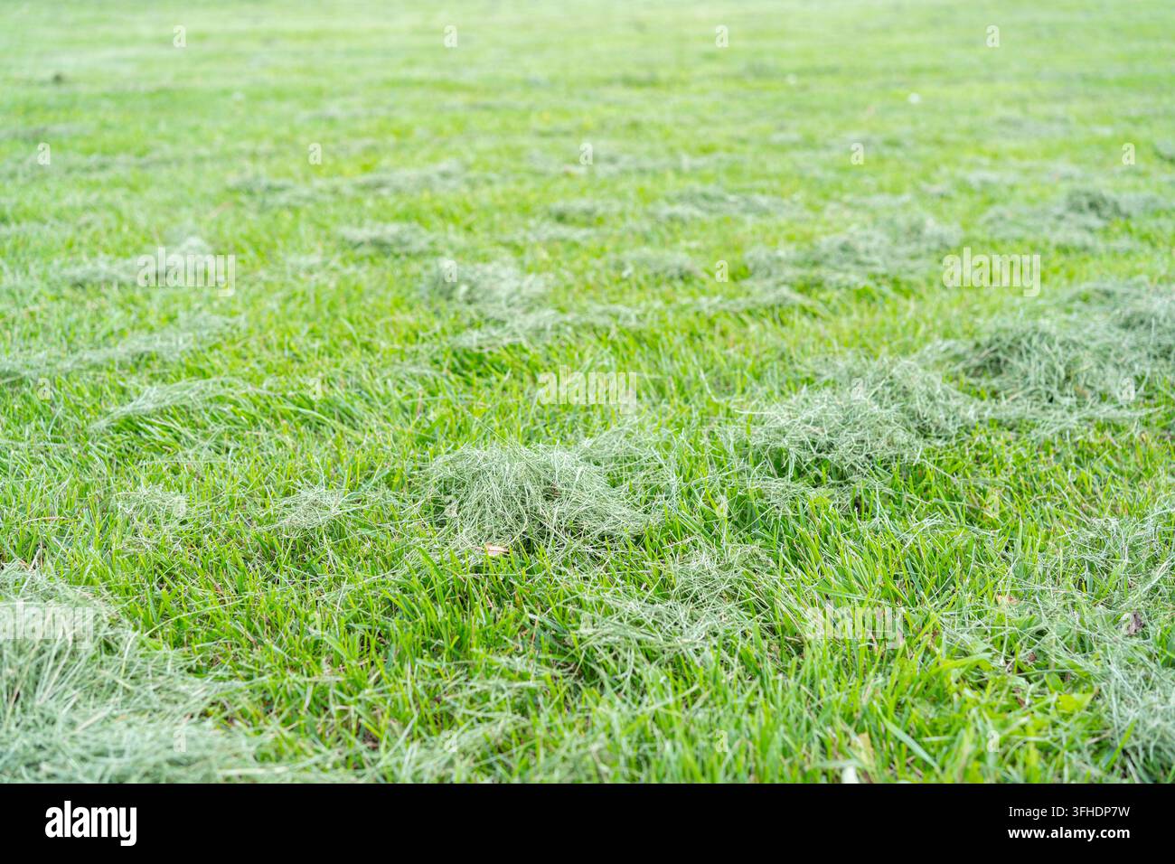 Erba appena tagliata, nel parco o nel prato, con erba, vista dal livello del suolo, con accenti verdi e marroni, e un'atmosfera calma e serena, mostrando Foto Stock