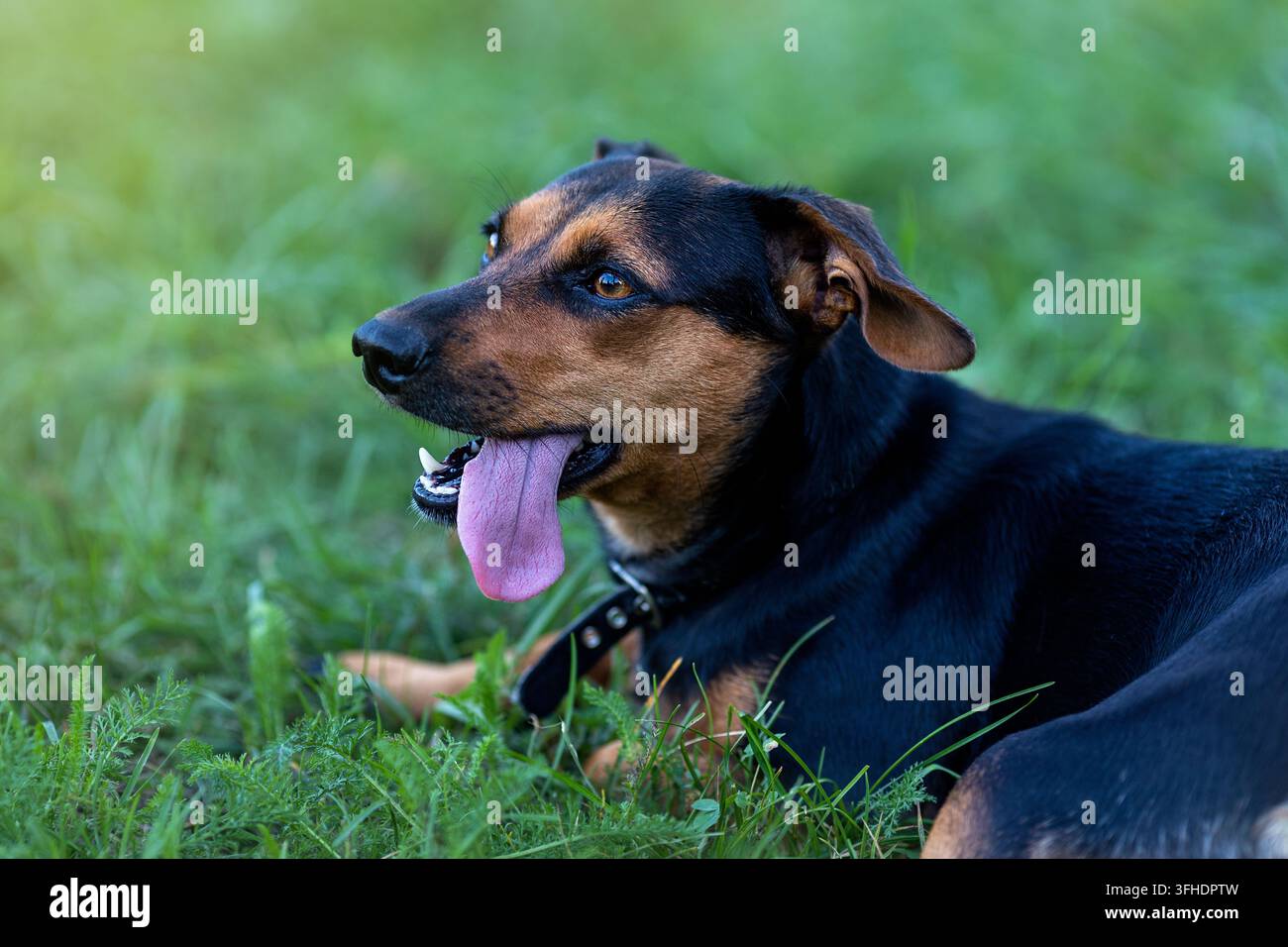 Cane nero e marrone che riposa sull'erba verde all'aperto Foto Stock