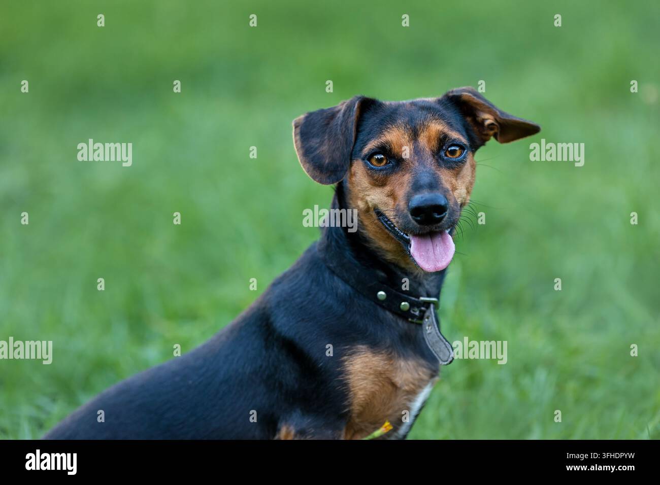 Canino nero e marrone felice che guarda la fotocamera all'aperto Foto Stock