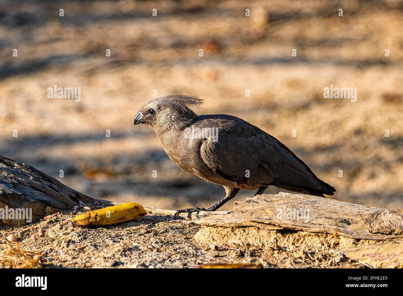 Uccello Go-away che mangia una banana al campo sud di Kapula Foto Stock