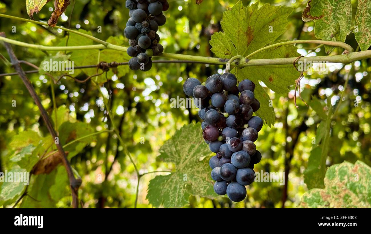 Uva matura viola scuro-nera che cresce su una vite circondata da foglie verdi, adatta per concetti alimentari, agricoli e legati al vino. Foto Stock