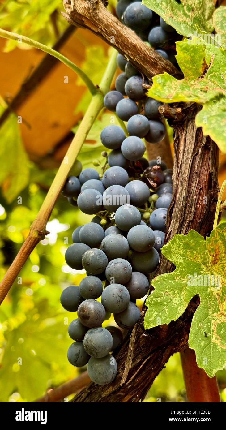 Uva nera matura che cresce tra le foglie della vite, fotografata verticalmente con fogliame naturale che circonda il frutto. Foto Stock