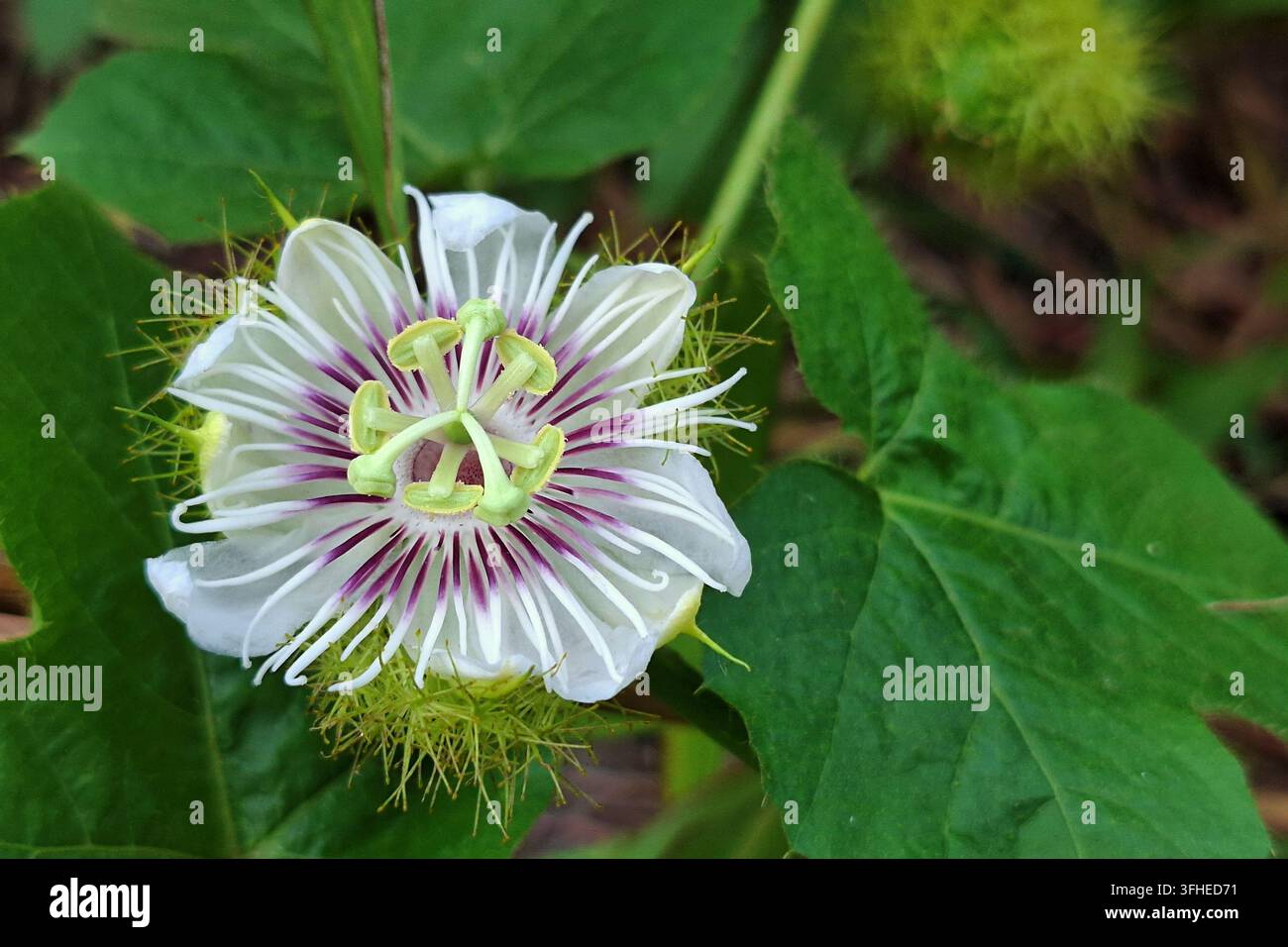 Una fotografia macro di alta qualità che cattura i dettagli mozzafiato di un fiore selvatico di Passiflora foetida, comunemente noto come fiore della passione puzzolente o rambusa. Foto Stock