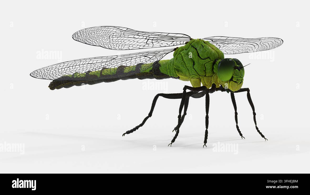 Illustrazione di una libellula (infraordine Anisoptera). Vista laterale. Foto Stock