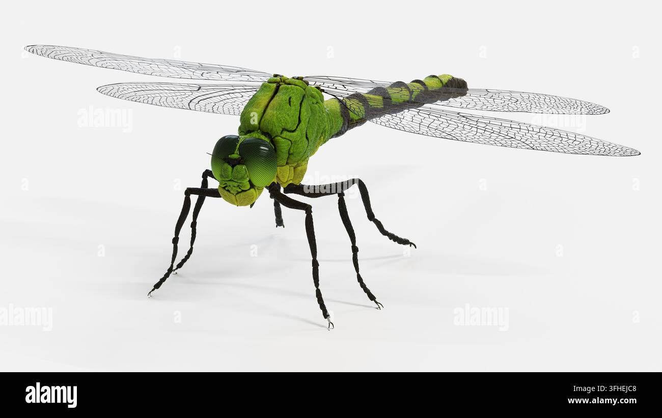 Illustrazione di una libellula (infraordine Anisoptera). Vista in vista anteriore. Foto Stock