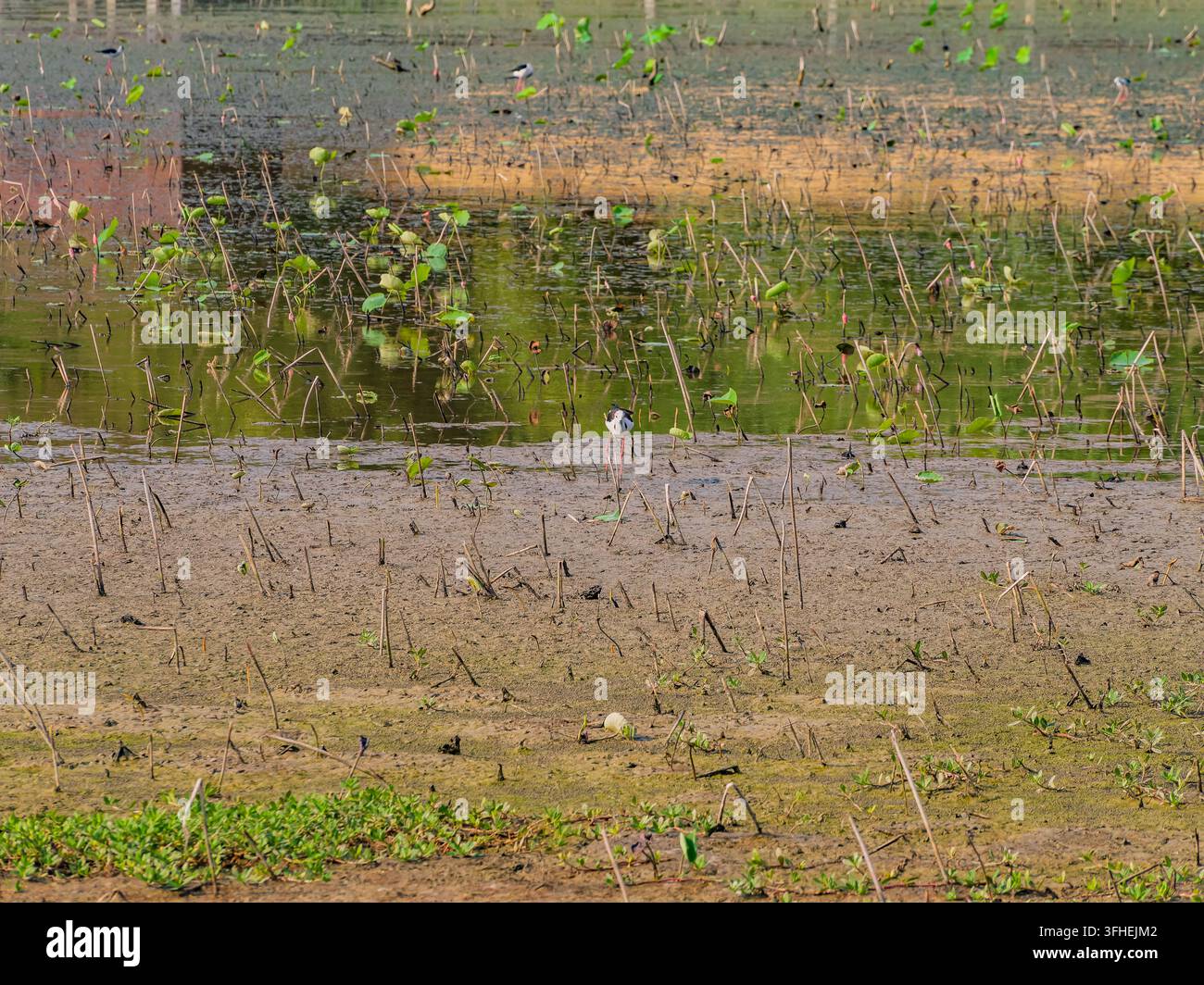 Un trampoliere dalle ali nere si trova in acque basse fangose circondate da piante acquatiche verdi e steli secchi. Foto Stock