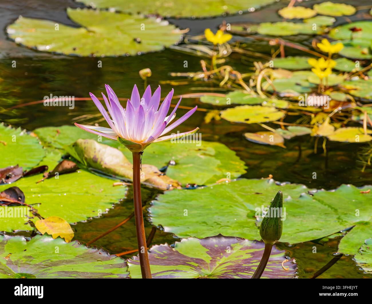 Un vivace giglio d'acqua viola si erge sopra ampi fogli di ninfea verde sulla superficie dell'acqua, con fiori gialli visibili in lontananza. Foto Stock