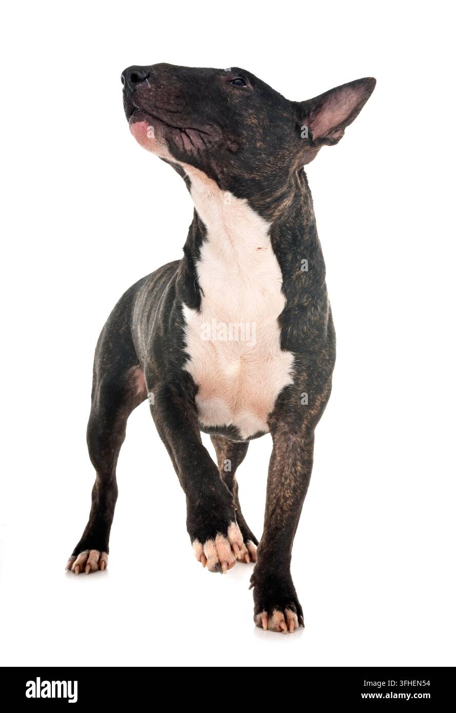 Miniatura bull terrier di fronte a uno sfondo bianco Foto Stock