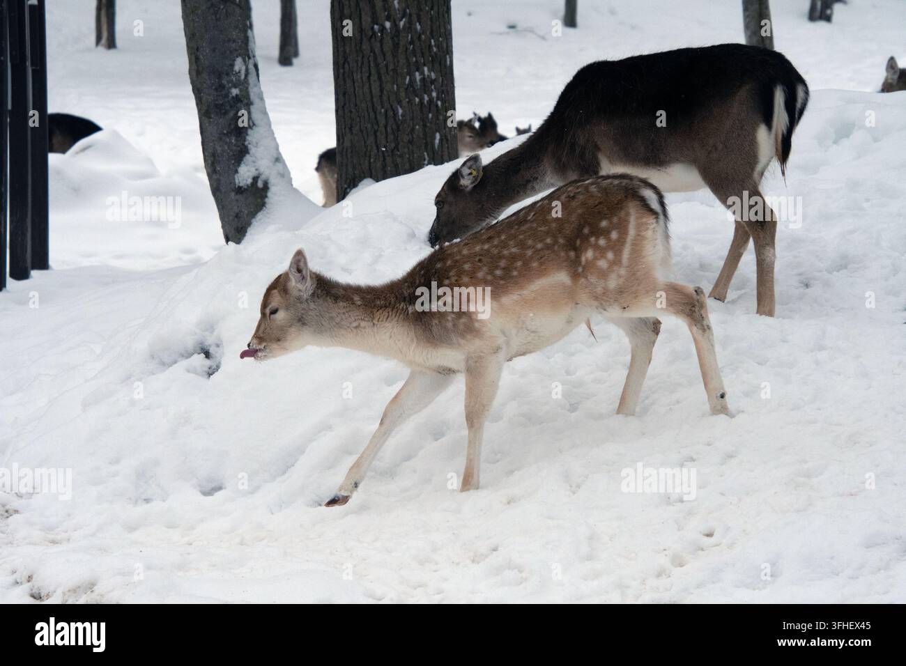 Cervo damma in inverno. Foto Stock
