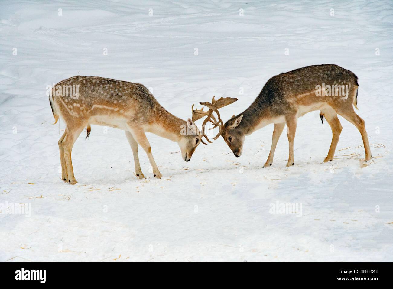 Una coppia di cervi maschi che combattono. Foto Stock