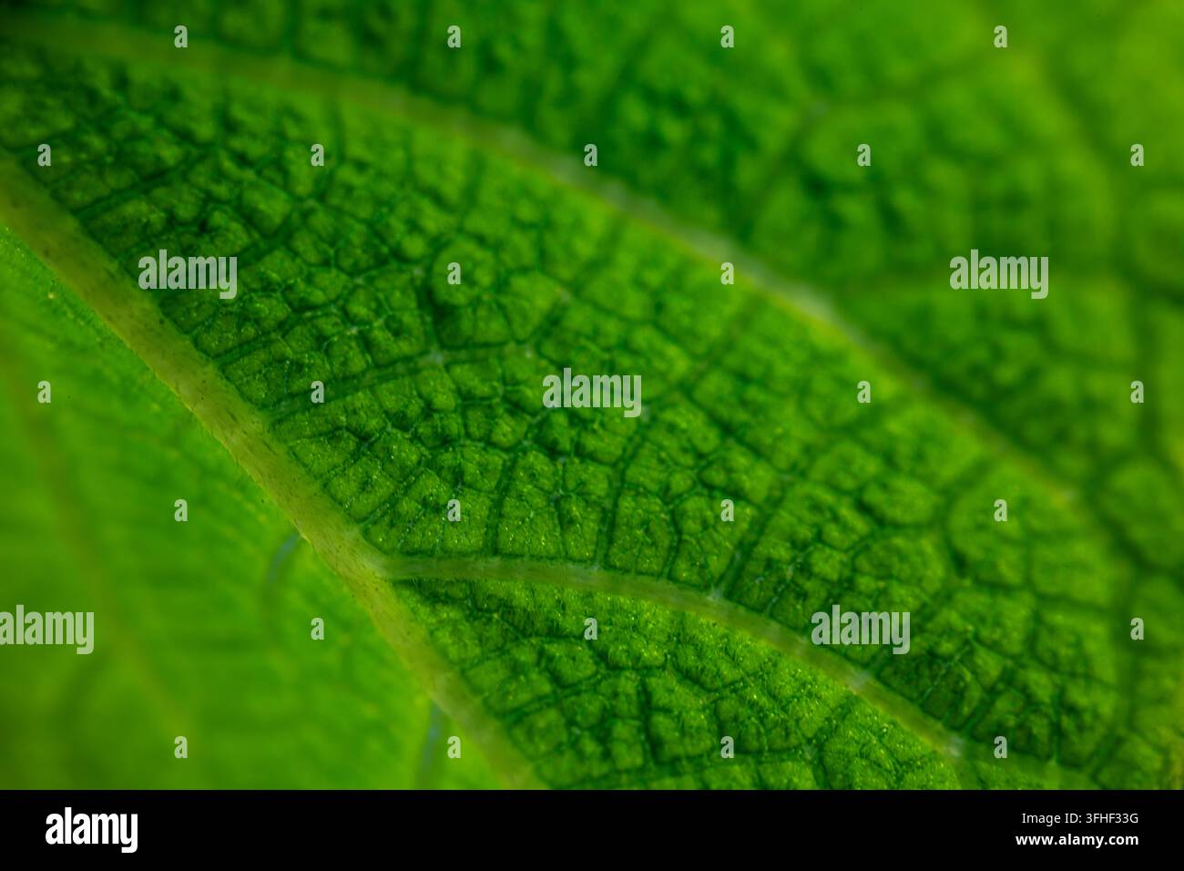 Estremo primo piano macro di una foglia verde che mostra una rete di venature dettagliata, clorofillo traslucido e texture naturale. Foto Stock
